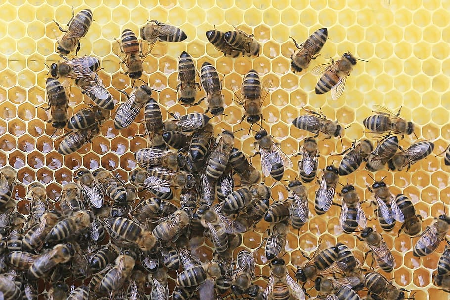 U Alibunaru održano predavanje za pčelare